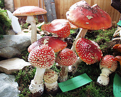 Amanita muscaria
